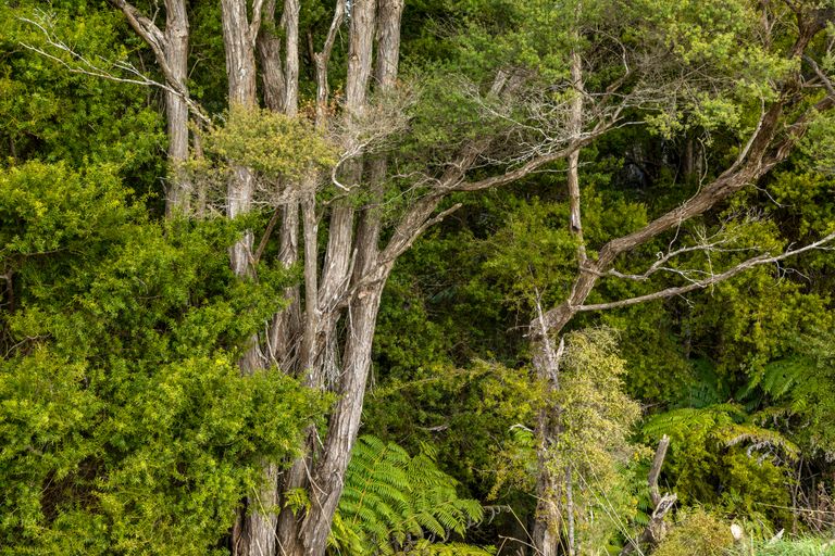 Photo of property in 240 Krippner Road, Puhoi, Warkworth, 0994