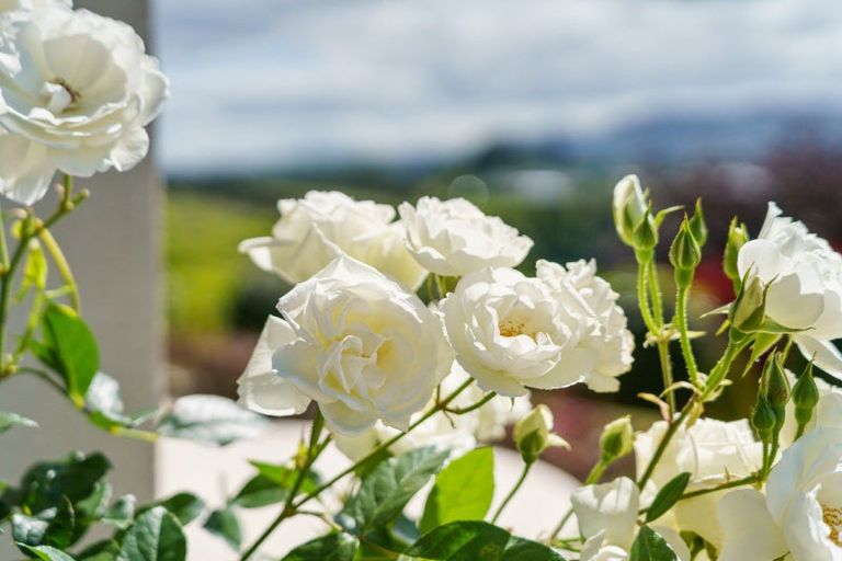 Photo of property in 62 No 1 Road, Te Puke, 3182