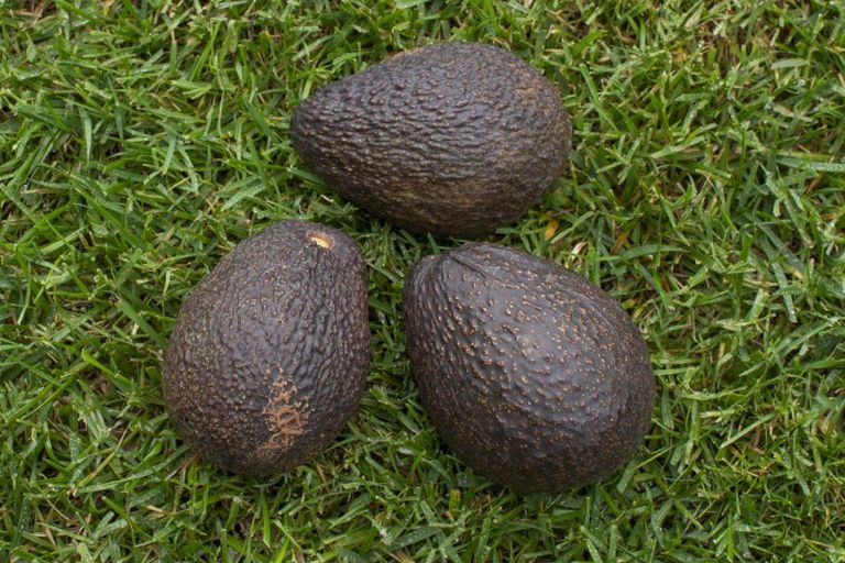 Photo of property in 10 Zapote Place, Ohauiti, Tauranga, 3112