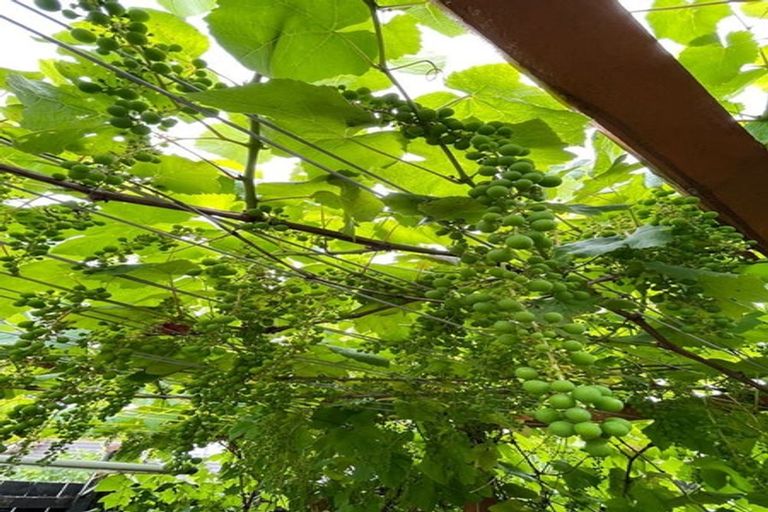 Photo of property in 43 Clover Drive, Henderson, Auckland, 0610