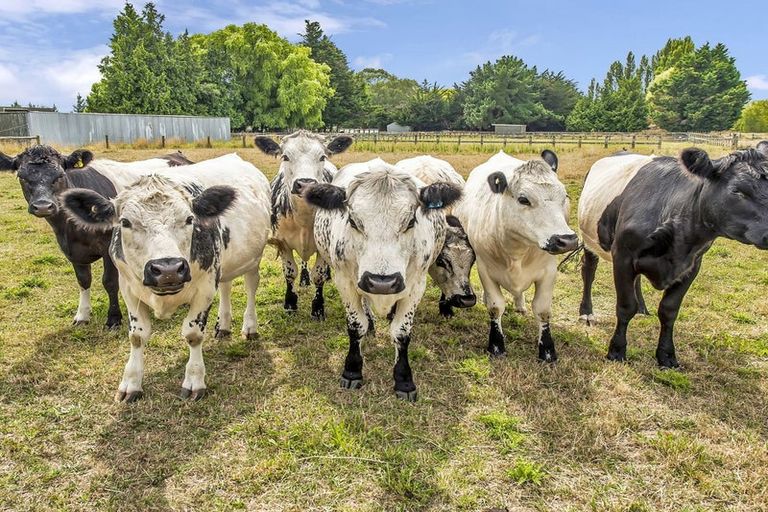 Photo of property in 305 Newtons Road, Rolleston, Christchurch, 7675