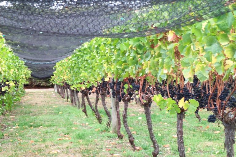 Photo of property in 190 Regent Street, Martinborough, 5711