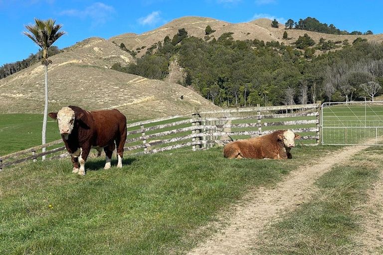 Photo of property in 130 Te Horo Hautere Cross Road, Hautere, Otaki, 5582