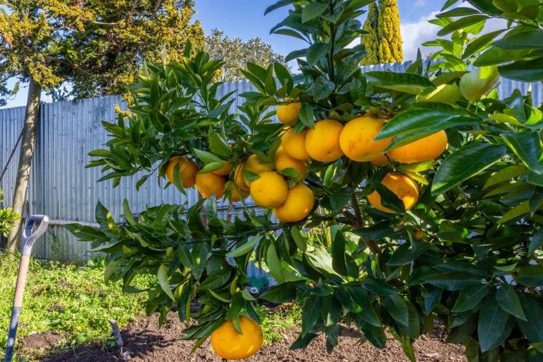 Photo of property in 15 Mitchell Street, Waipukurau, 4200