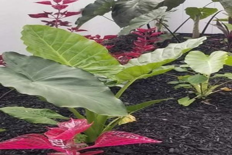 Photo of property in 26b Brennan Avenue, Te Atatu Peninsula, Auckland, 0610