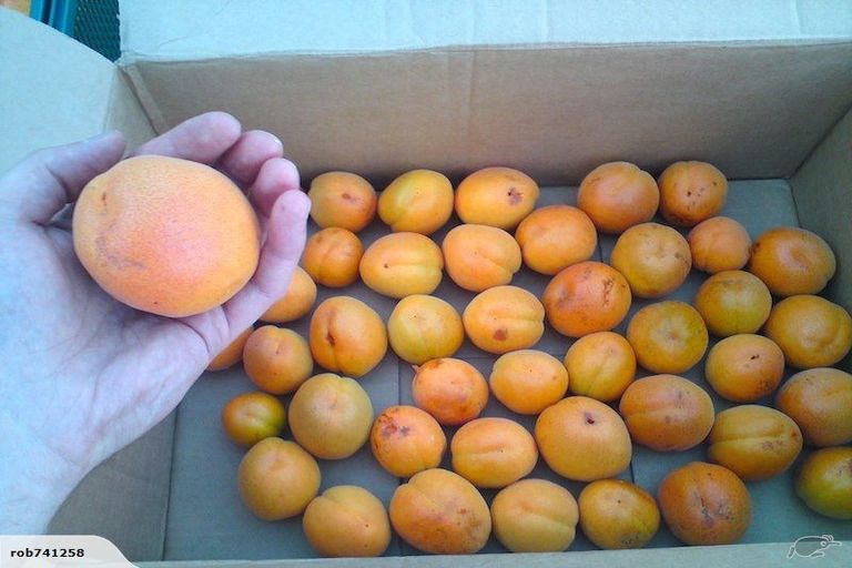 Photo of property in 55 Grey Street, Feilding, 4702