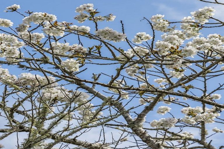 Photo of property in 61a Kahu Road, Paremata, Porirua, 5024