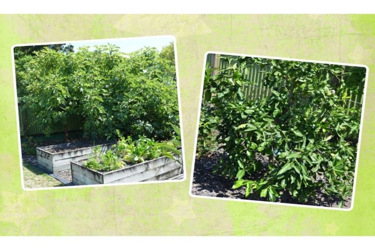 Photo of property in 6 Fraser Street, Kawerau, 3127