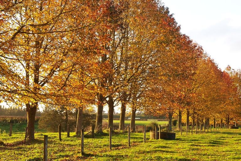 Photo of property in 64 Peacockes Lane, Peacocke, Hamilton, 3282