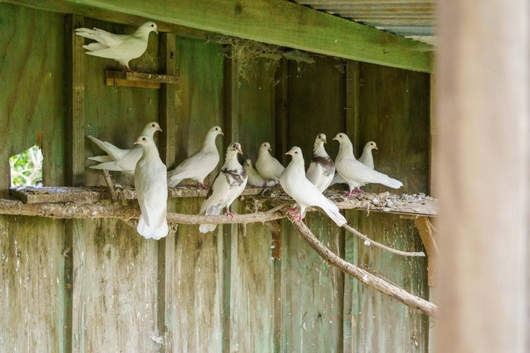 Photo of property in 288 Oropi Gorge Road, Oropi, Tauranga, 3173