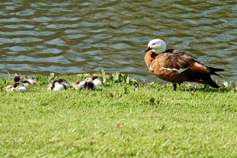 Photo of property in 22a Martin Place, Whakatane, 3120