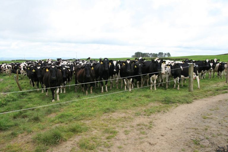 Photo of property in 343 Opunake Road, Cardiff, Stratford, 4391