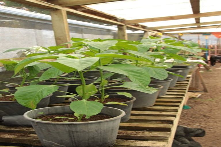 Photo of property in 1982 Diggers Valley Road, Kaitaia, 0481