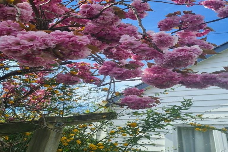 Photo of property in 8 Queen Street, Springfield, 7681