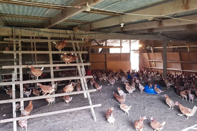 Photo of property in 389 Waiuku Road, Puni, Pukekohe, 2678