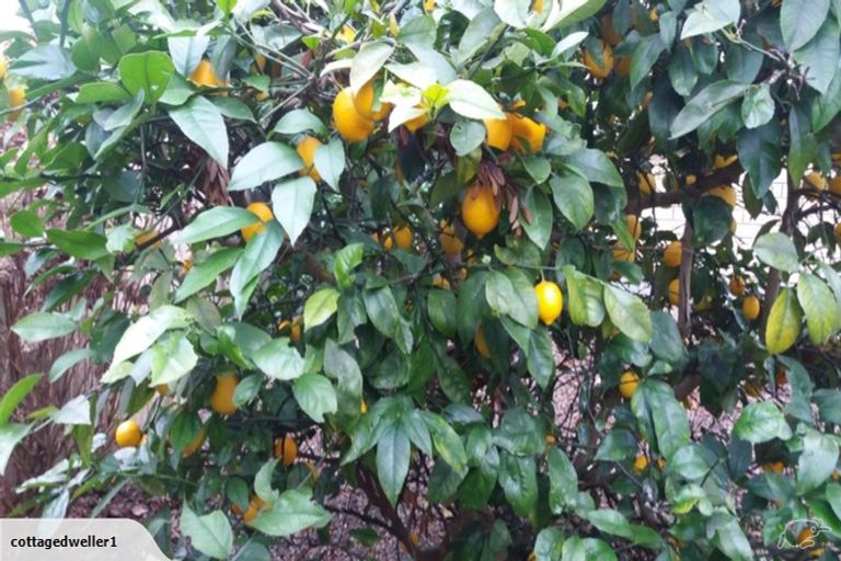 Photo of property in 4b Ngaio Crescent, Cambridge, 3434