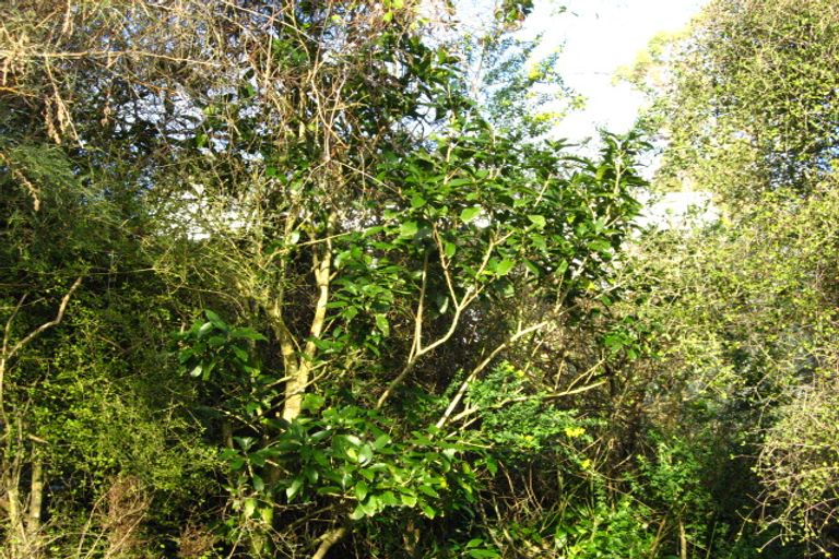 Photo of property in 3 Hill Street, Purakaunui, Port Chalmers, 9081