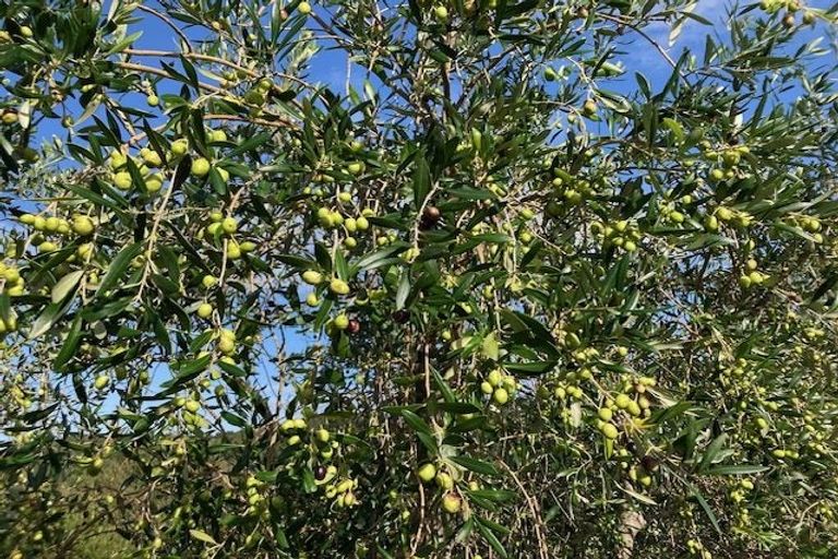 Photo of property in 101 Pukenui Road, Ngunguru, Whangarei, 0173