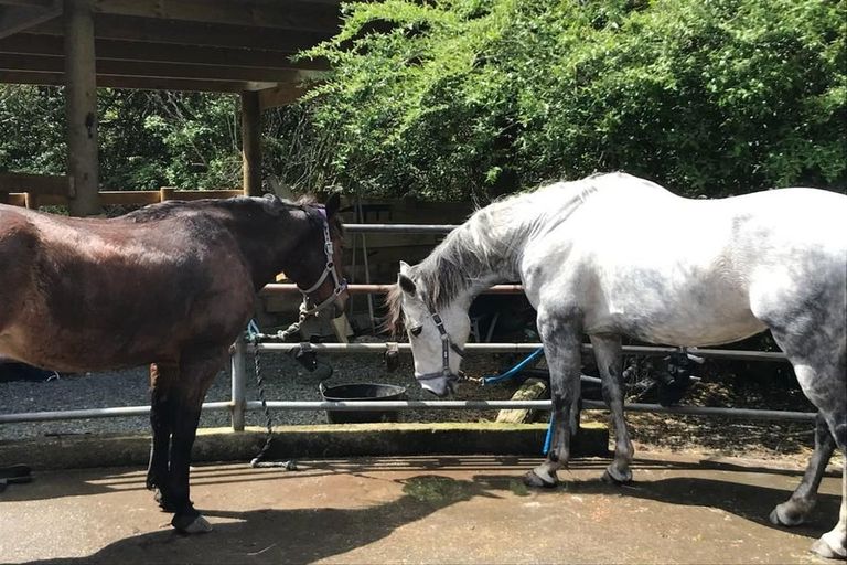 Photo of property in 19 Valley Road, Waitoki, Kaukapakapa, 0871