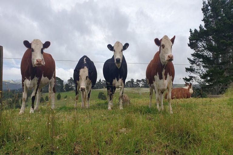 Photo of property in 114 Hay Road, Helena Bay, Hikurangi, 0184