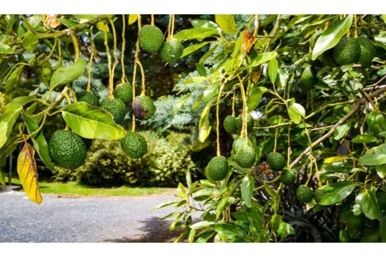 Photo of property in 15 Quinces Landing, Kerikeri, 0293