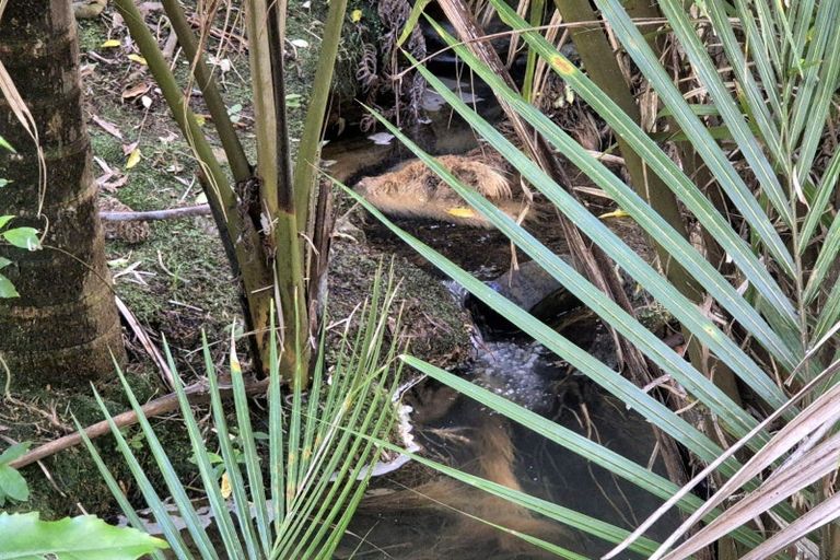 Photo of property in 1797 Colville Road, Amodeo Bay, Coromandel, 3584