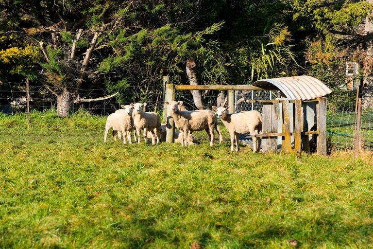 Photo of property in 8 Reeves Street, Cheviot, 7310