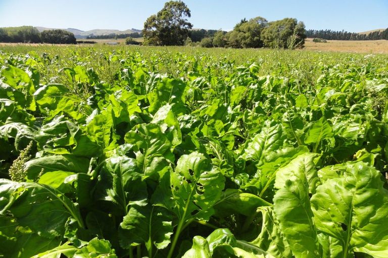 Photo of property in 62 Nonoti Road, Cheviot, 7383