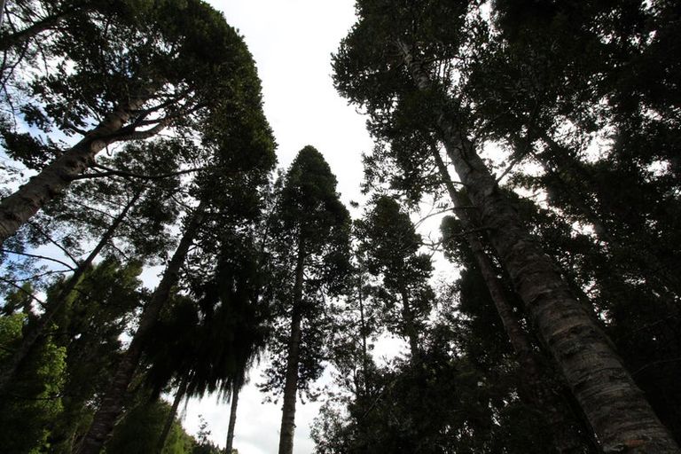 Photo of property in 5 Kaurimu Rise, Titirangi, Auckland, 0604