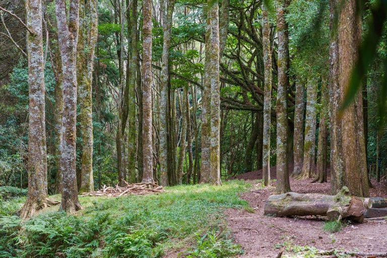 Photo of property in 288 Oropi Gorge Road, Oropi, Tauranga, 3173