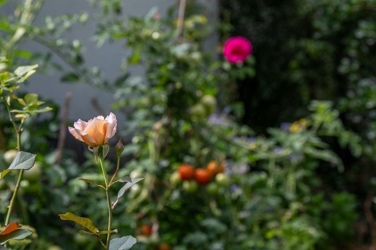 Photo of property in 52 Rayner Road, Huntly, 3700