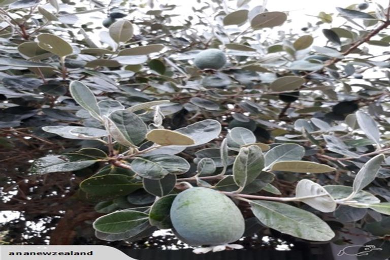 Photo of property in 2/50 Hain Avenue, Mangere East, Auckland, 2024