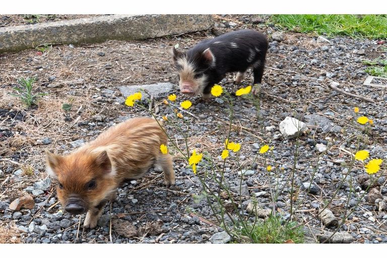 Photo of property in 5 Hutchinson Road, Helensville, 0875