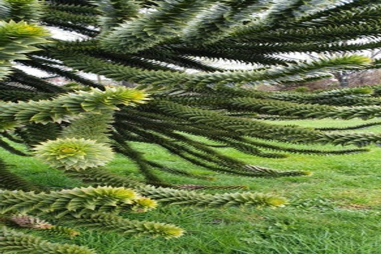 Photo of property in 61 Shannon Street, Ohakune, 4625