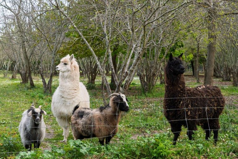 Photo of property in 8 Ingram Road, Waerengaahika, Gisborne, 4071
