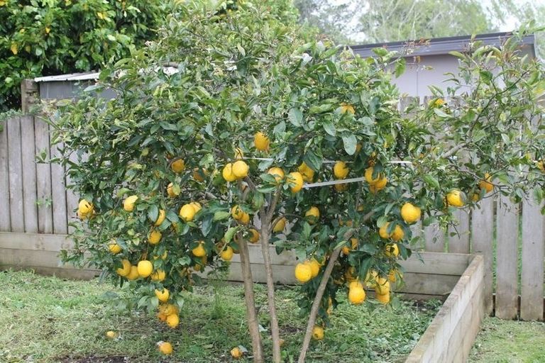 Photo of property in 4 Coolen Place, Tuakau, 2121