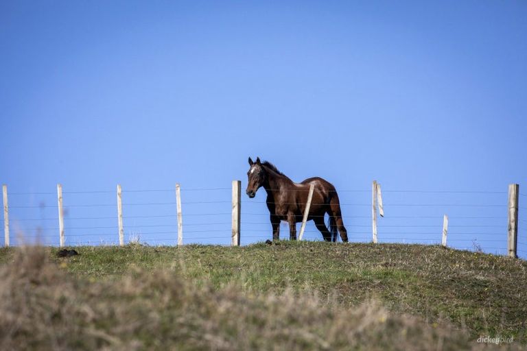Photo of property in 1517 Whaanga Road, Raglan, 3296