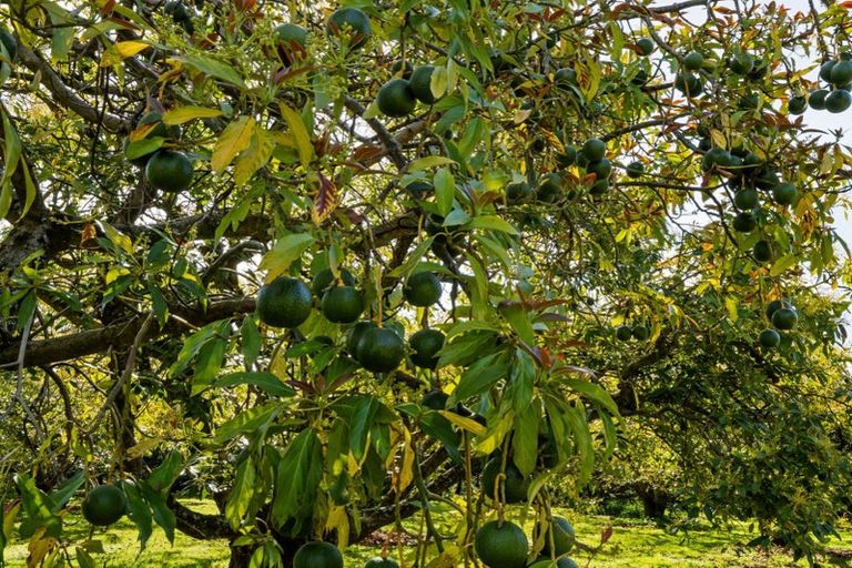 Photo of property in 85 Wharawhara Road, Tahawai, Katikati, 3178