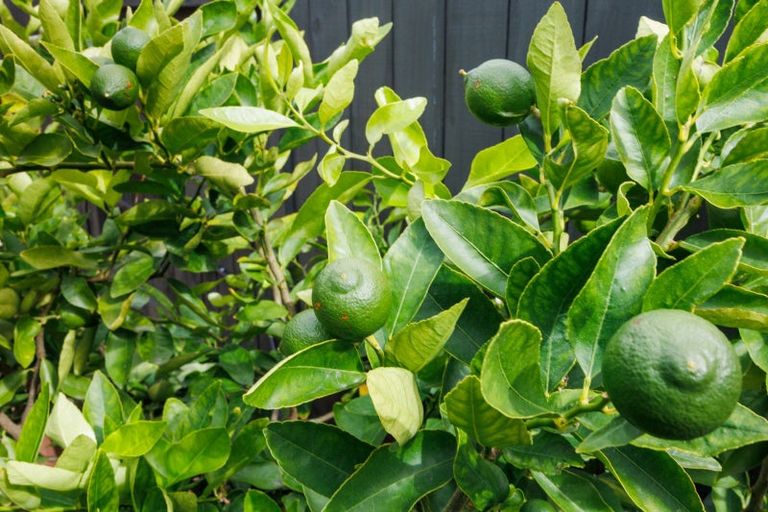 Photo of property in 49 Balrickard Way, Milson, Palmerston North, 4414