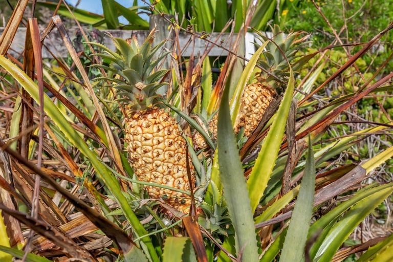 Photo of property in 9 Crawford Road, Maungakaramea, Whangarei, 0178