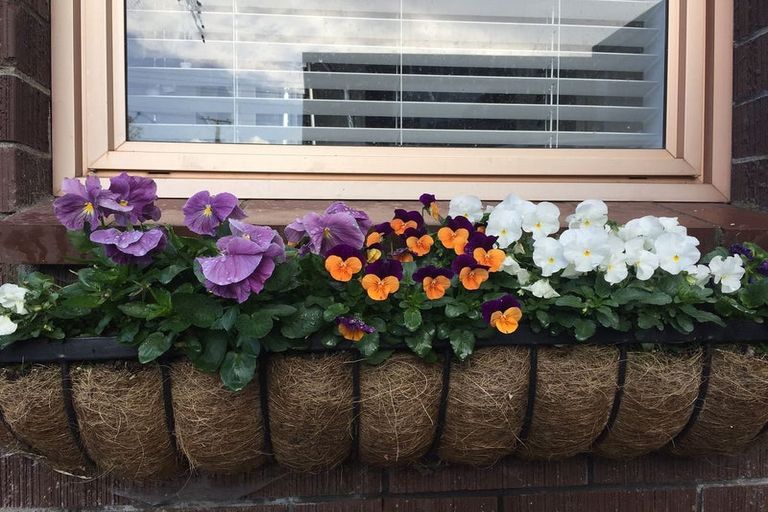 Photo of property in 2/36 Koromiko Street, New Lynn, Auckland, 0600