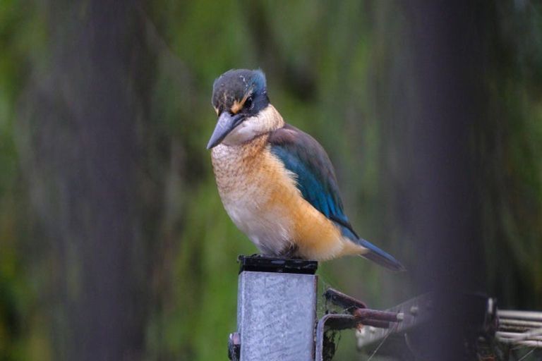 Photo of property in 63 Waiewe Street, Whakatane, 3120