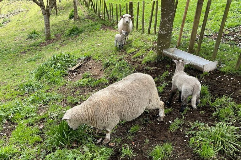 Photo of property in 42 Owaikura Road, Otorohanga, 3973