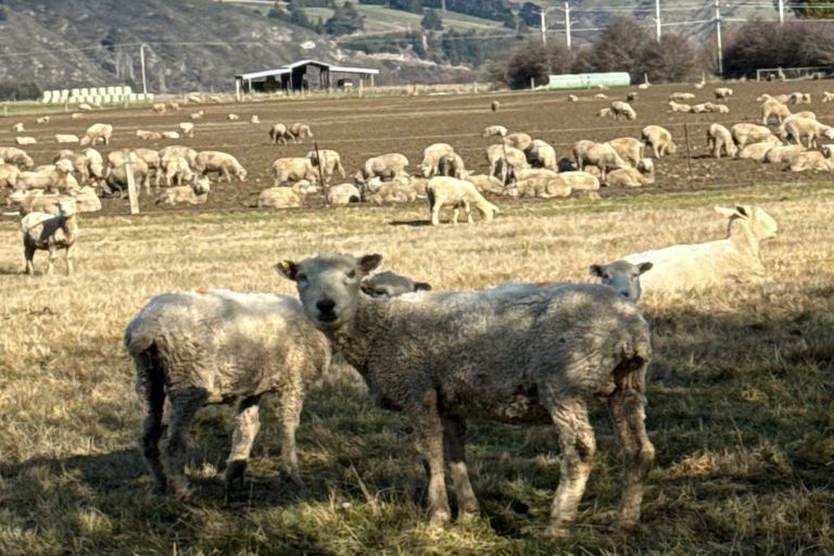 Photo of property in 23a Hythe Street, Athol, 9793