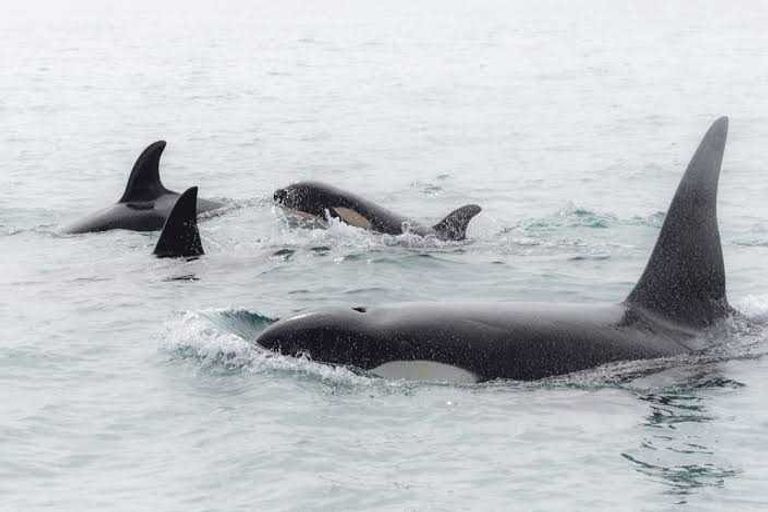 Photo of property in 944 Old Mountain Road, Waitetuna, Raglan, 3295