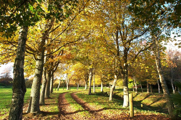 Photo of property in 64 Peacockes Lane, Peacocke, Hamilton, 3282