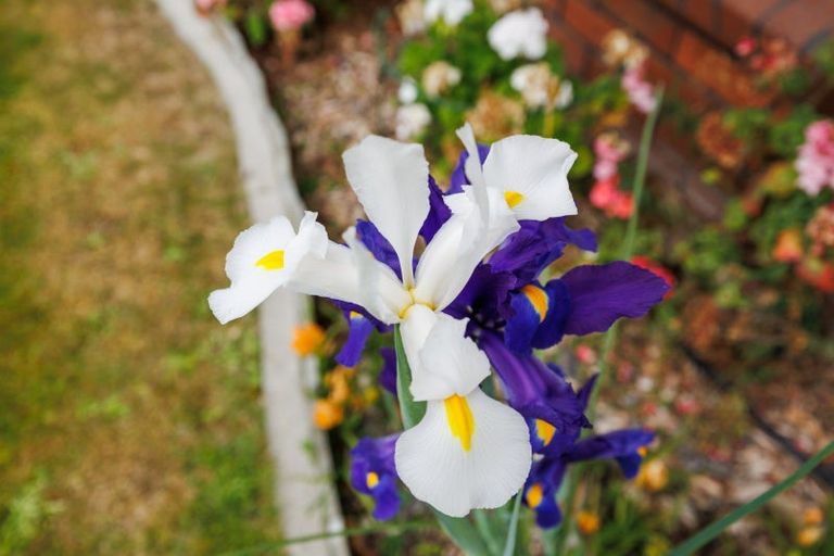 Photo of property in 15-17 Mcarthur Street, Terrace End, Palmerston North, 4410