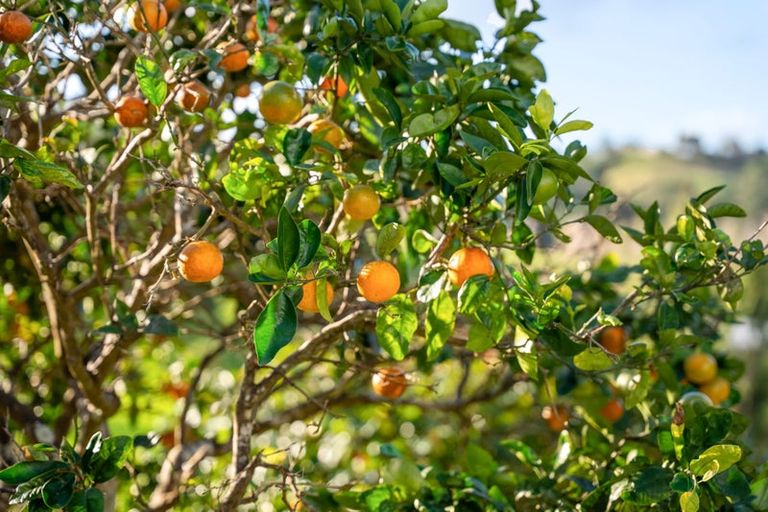 Photo of property in 75 Old Parua Bay Road, Parahaki, Whangarei, 0175