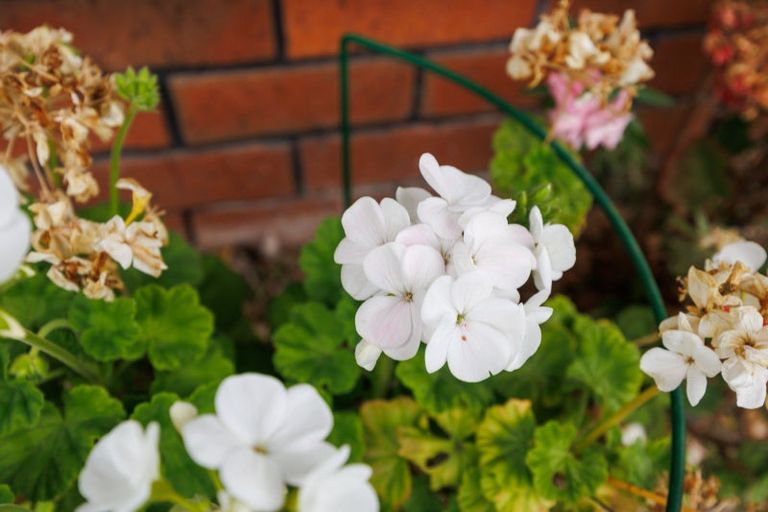 Photo of property in 15-17 Mcarthur Street, Terrace End, Palmerston North, 4410