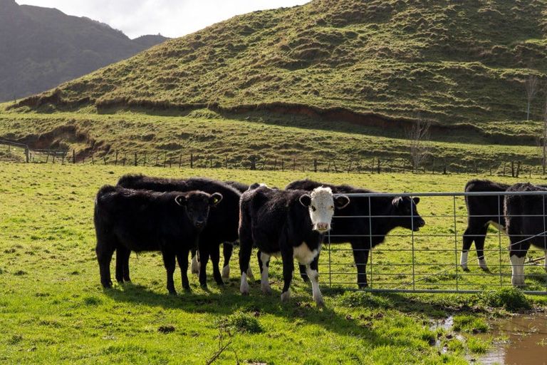 Photo of property in 200a Moanui Road, Matawai, 4075